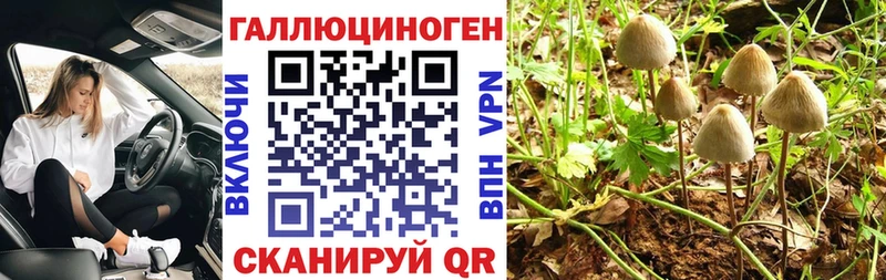 закладки  Краснодар  Псилоцибиновые грибы мицелий 